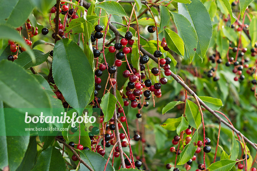 512009 - Black cherry (Prunus serotina)