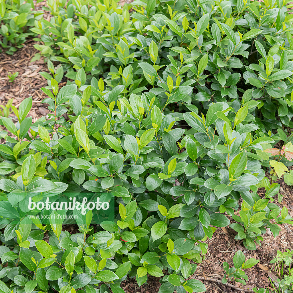 607006 - Black chokeberry (Aronia melanocarpa 'Low Scape Mound')