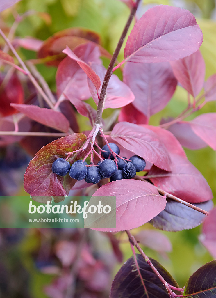 490027 - Black chokeberry (Aronia melanocarpa 'Viking')