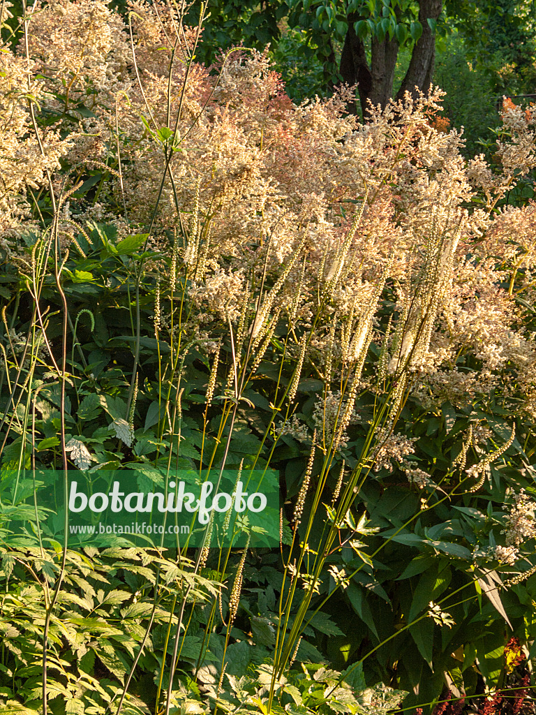 416035 - Black cohosh (Cimicifuga racemosa syn. Actaea racemosa) and alpine knotweed (Aconogonon alpinum syn. Polygonum alpinum)