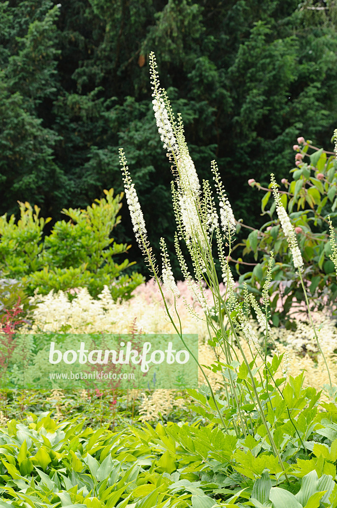 486051 - Black cohosh (Cimicifuga racemosa syn. Actaea racemosa)