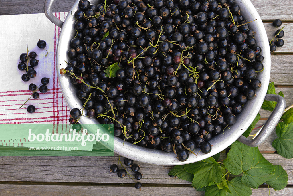 518051 - Black currant (Ribes nigrum)