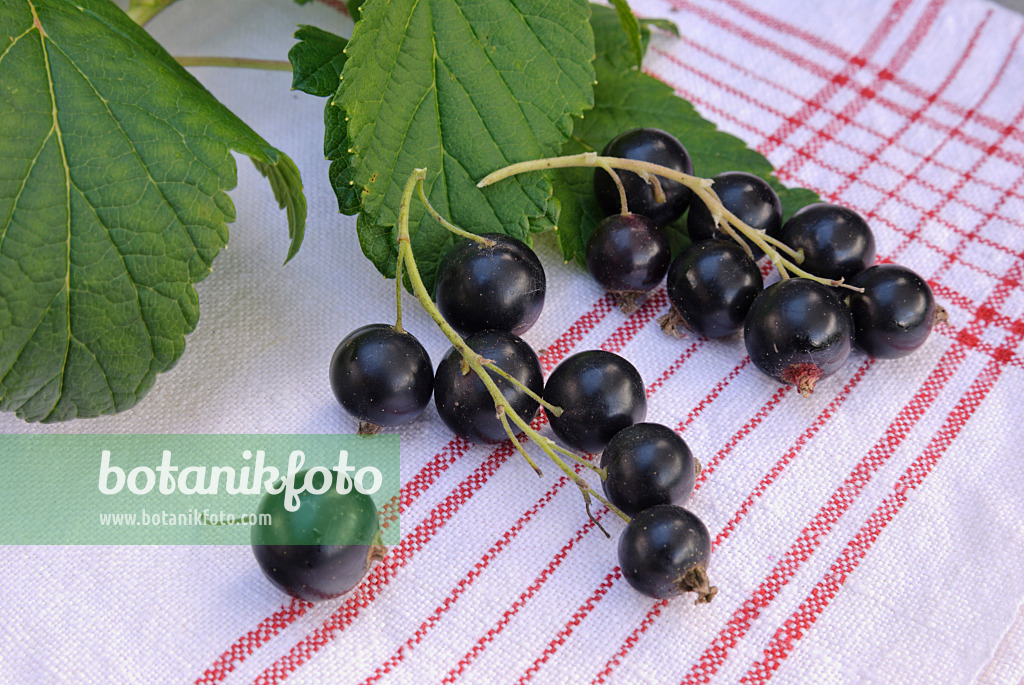 518052 - Black currant (Ribes nigrum)