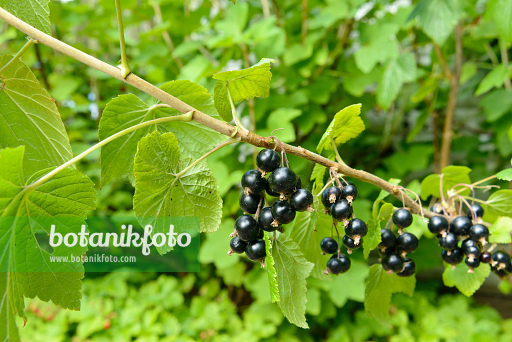 559103 - Black currant (Ribes nigrum)