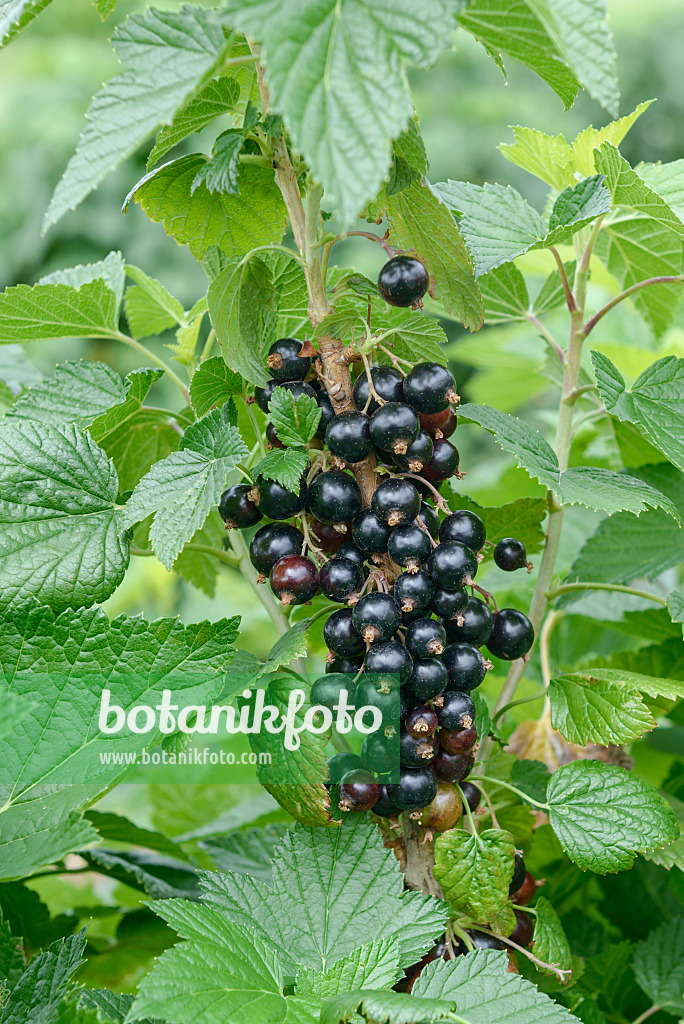 558231 - Black currant (Ribes nigrum 'Ben Finlay')