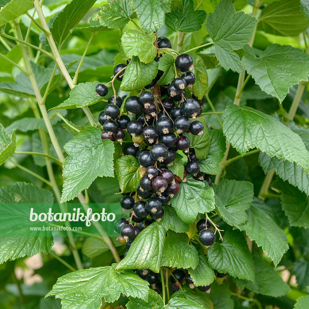 558232 - Black currant (Ribes nigrum 'Ben Tron')