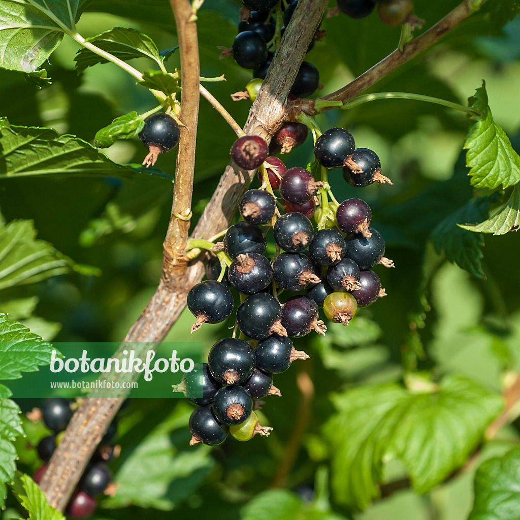 517372 - Black currant (Ribes nigrum 'Ometa')