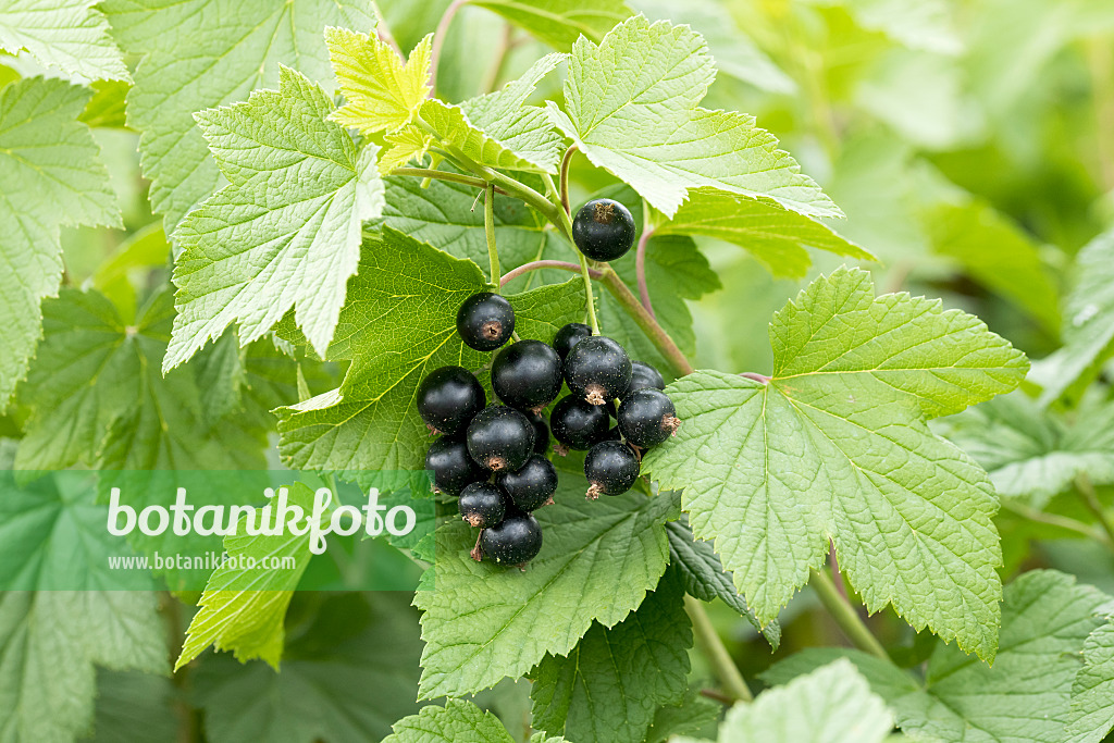 625347 - Black currant (Ribes nigrum 'Tsema')