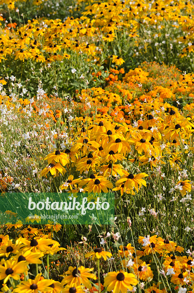 547387 - Black-eyed Susan (Rudbeckia hirta 'Indian Summer'), butterfly gaura (Gaura lindheimeri) and marigolds (Tagetes)