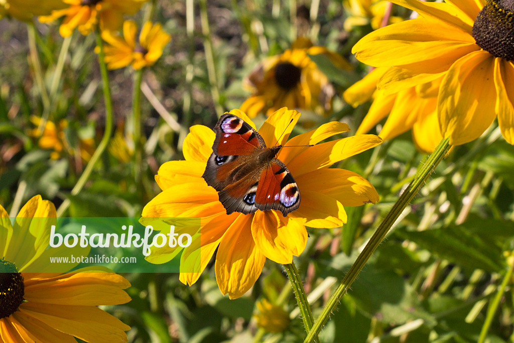 573102 - Black-eyed Susan (Rudbeckia hirta 'Indian Summer') and peacock butterfly (Inachis io)