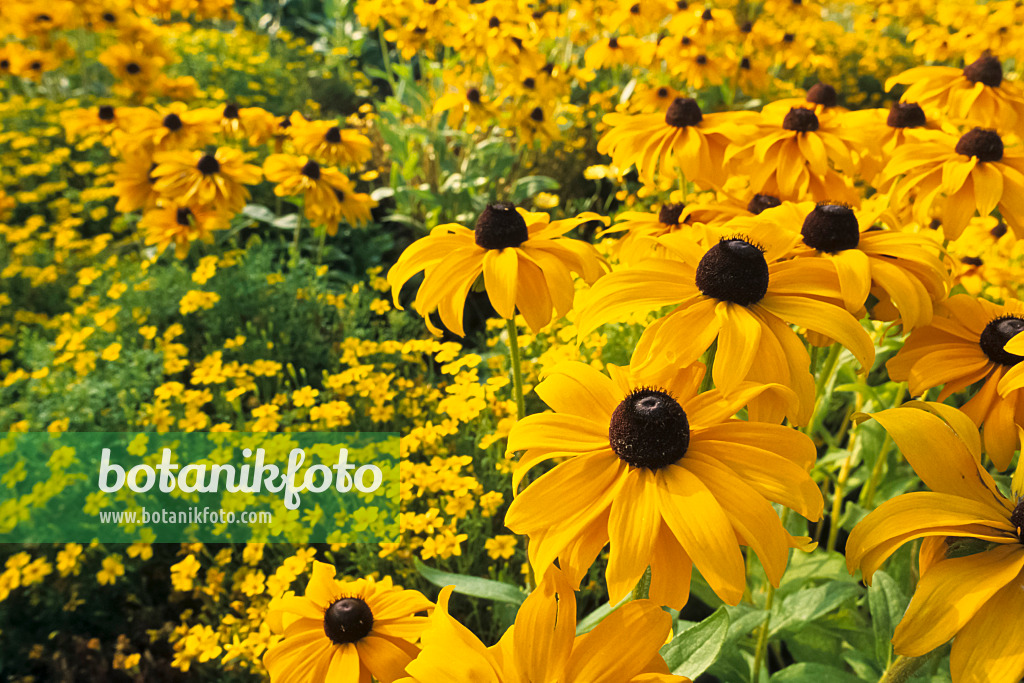 381139 - Black-eyed Susan (Rudbeckia hirta 'Marmelade')