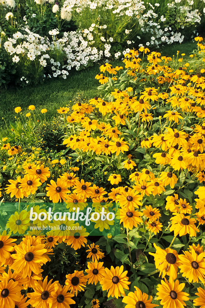 381142 - Black-eyed Susan (Rudbeckia hirta 'Marmelade')