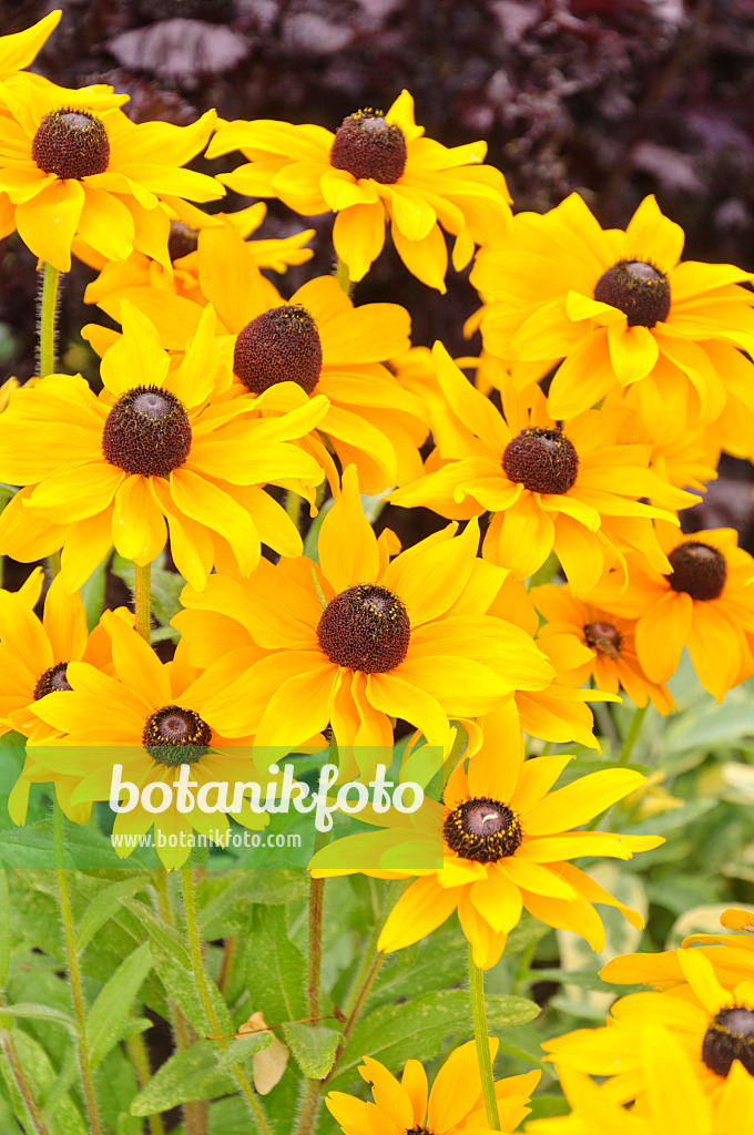 487036 - Black-eyed Susan (Rudbeckia hirta 'Marmelade')