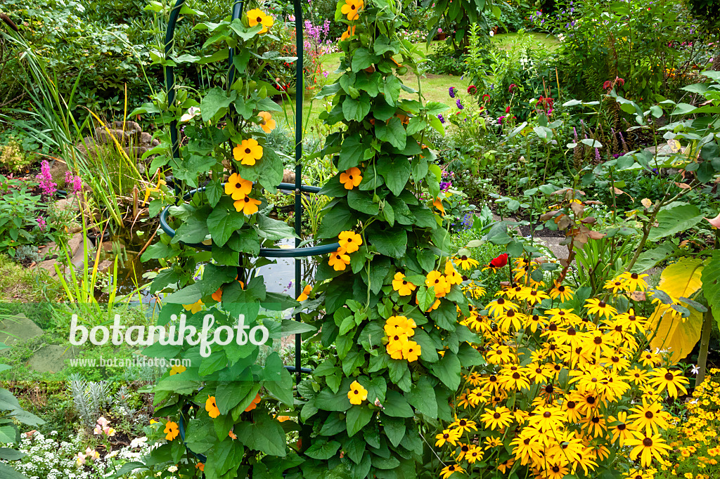 464054 - Black-eyed Susan (Thunbergia alata) and marigolds (Tagetes)