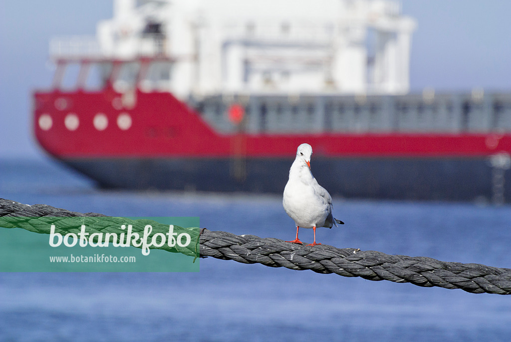 525093 - Black-headed gull (Larus ridibundus syn. Chroicocephalus ridibundus) with container ship