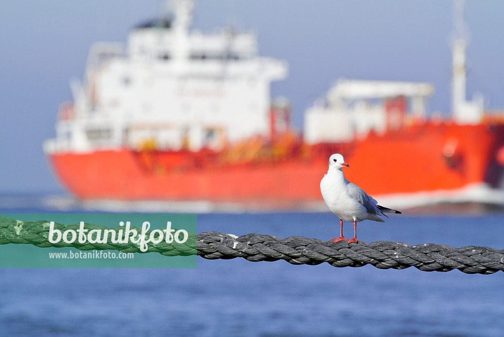 525094 - Black-headed gull (Larus ridibundus syn. Chroicocephalus ridibundus) with container ship