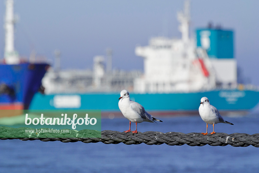 525096 - Black-headed gull (Larus ridibundus syn. Chroicocephalus ridibundus) with container ship