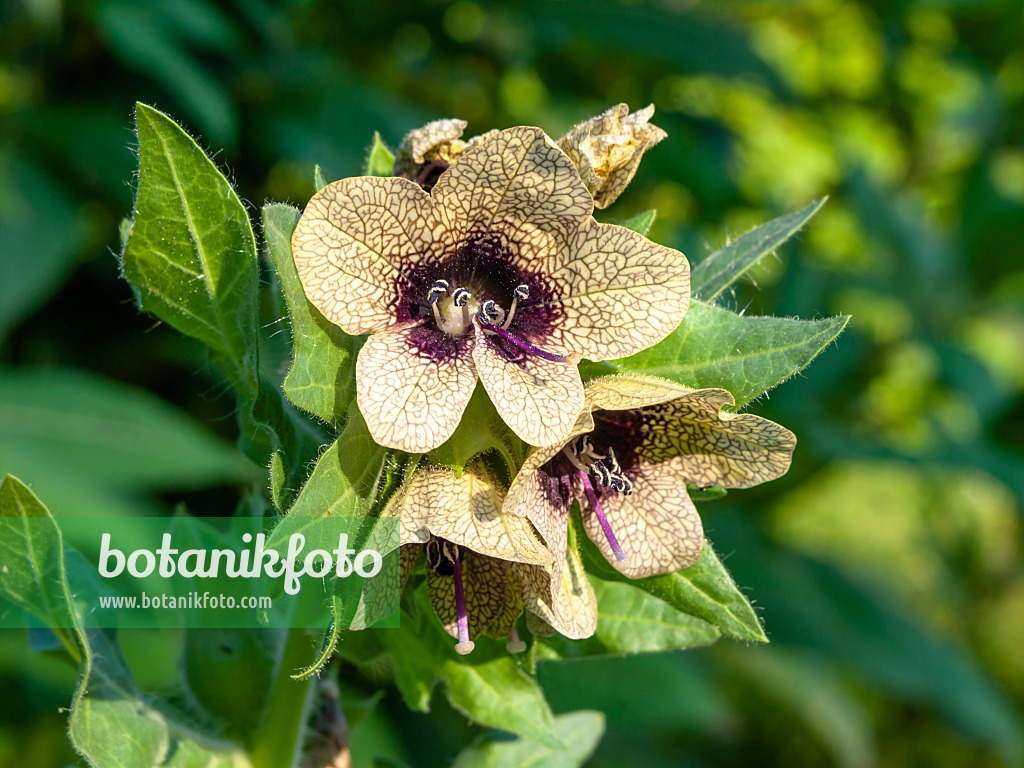 439087 - Black henbane (Hyoscyamus niger)