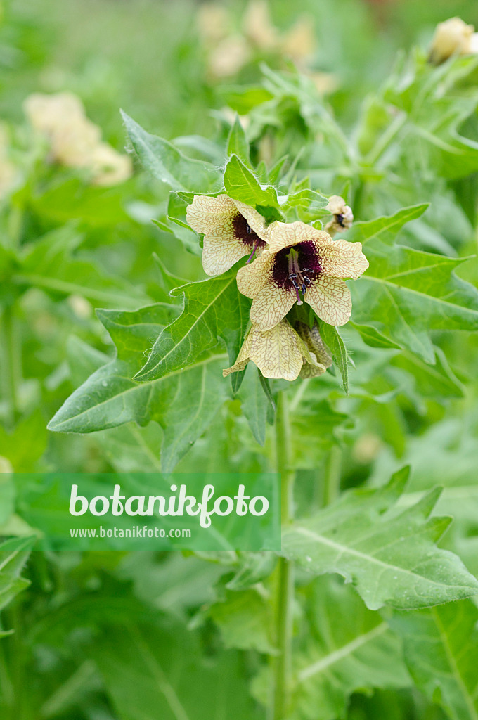 485062 - Black henbane (Hyoscyamus niger)