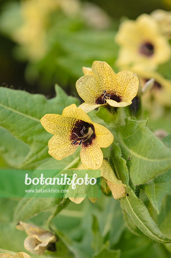 545187 - Black henbane (Hyoscyamus niger)