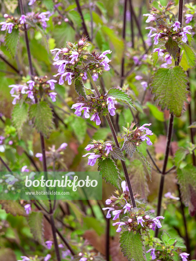 427018 - Black horehound (Ballota nigra)