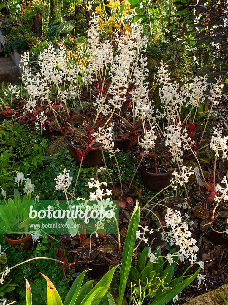 408021 - Black jewel orchid (Ludisia discolor)