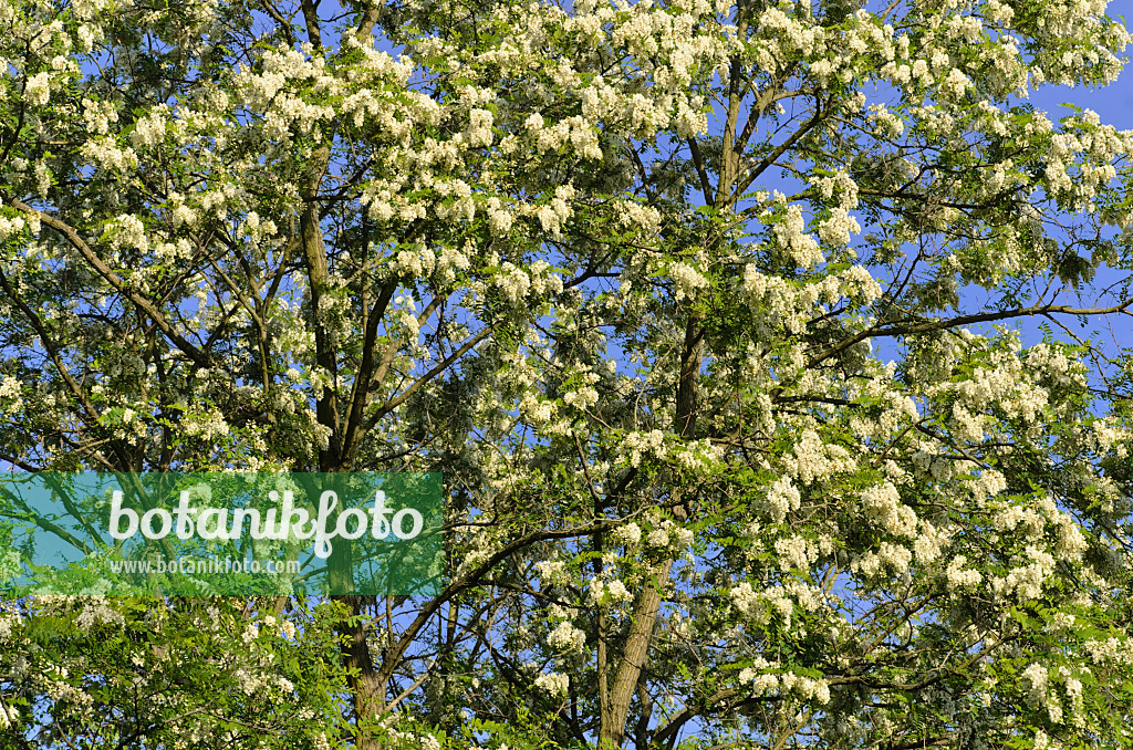 496207 - Black locust (Robinia pseudoacacia)