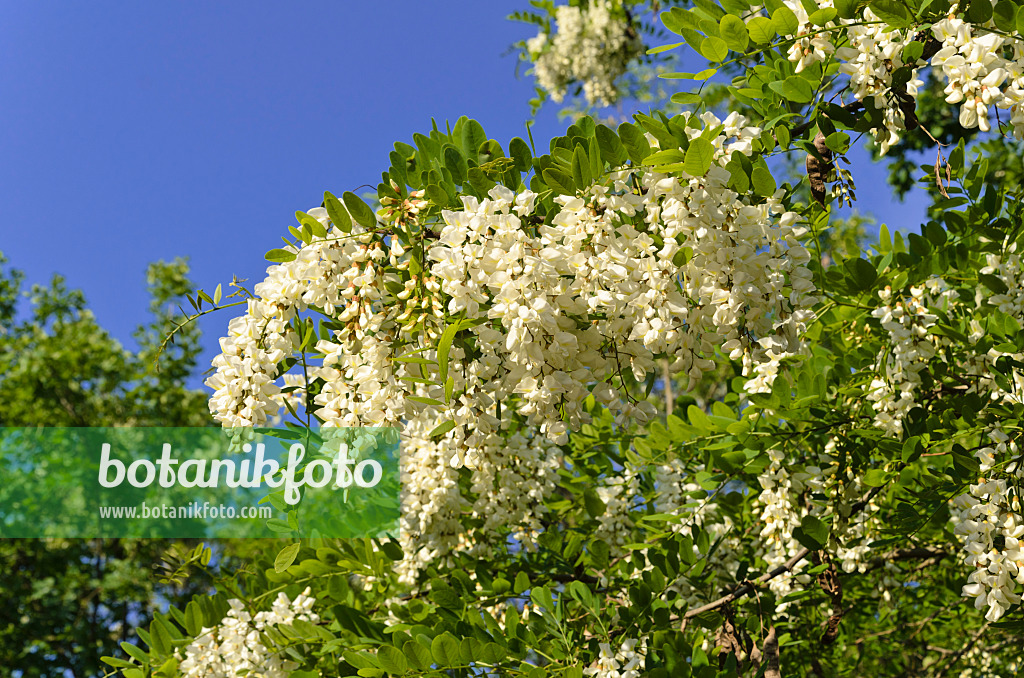 496208 - Black locust (Robinia pseudoacacia)