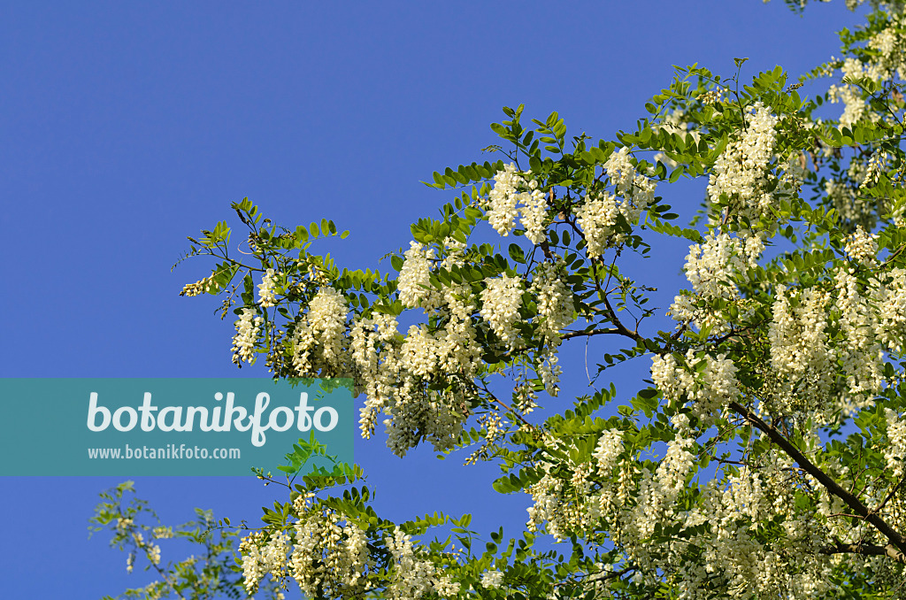 496209 - Black locust (Robinia pseudoacacia)