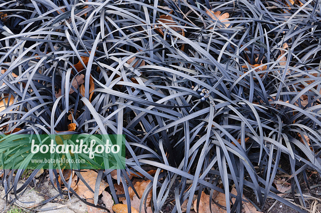 467045 - Black mondo (Ophiopogon planiscapus 'Nigrescens')