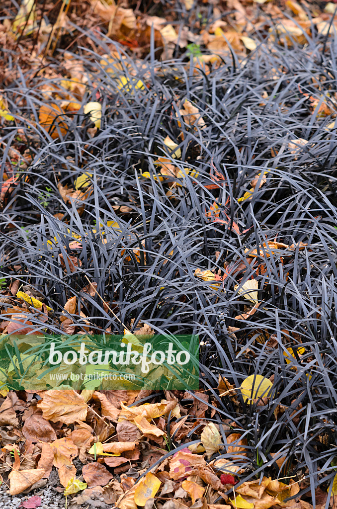 525335 - Black mondo (Ophiopogon planiscapus 'Nigrescens')