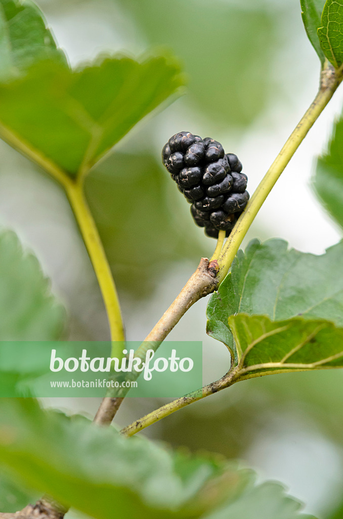 524019 - Black mulberry (Morus nigra)