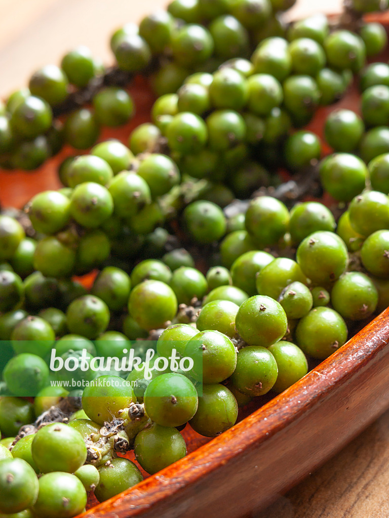 435197 - Black pepper (Piper nigrum) 435197 - Black pepper (Piper nigrum)