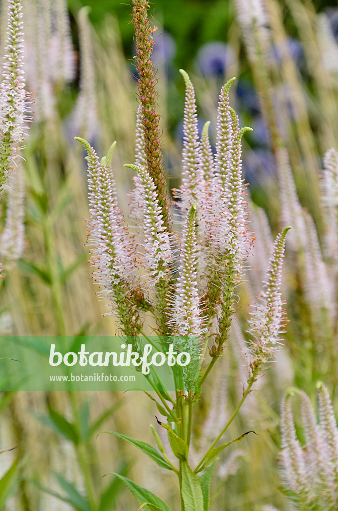 498283 - Black root (Veronicastrum virginicum 'Alboroseum' syn. Veronica virginica 'Alboroseum')