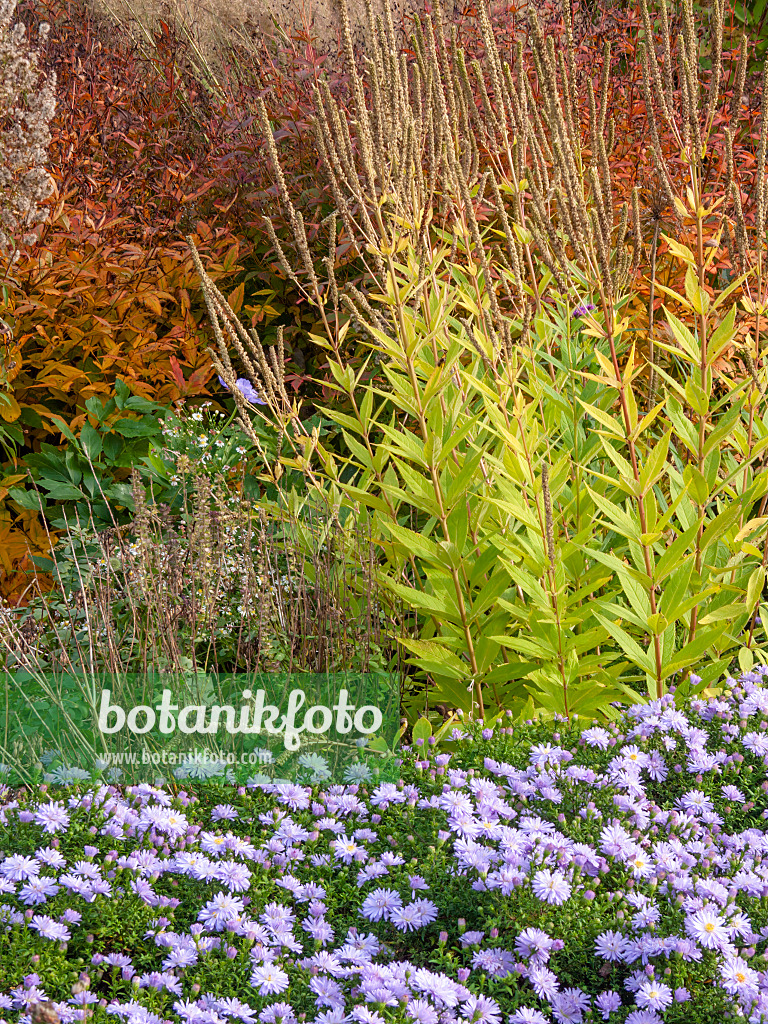 418030 - Black root (Veronicastrum virginicum syn. Veronica virginica) and aster (Aster)