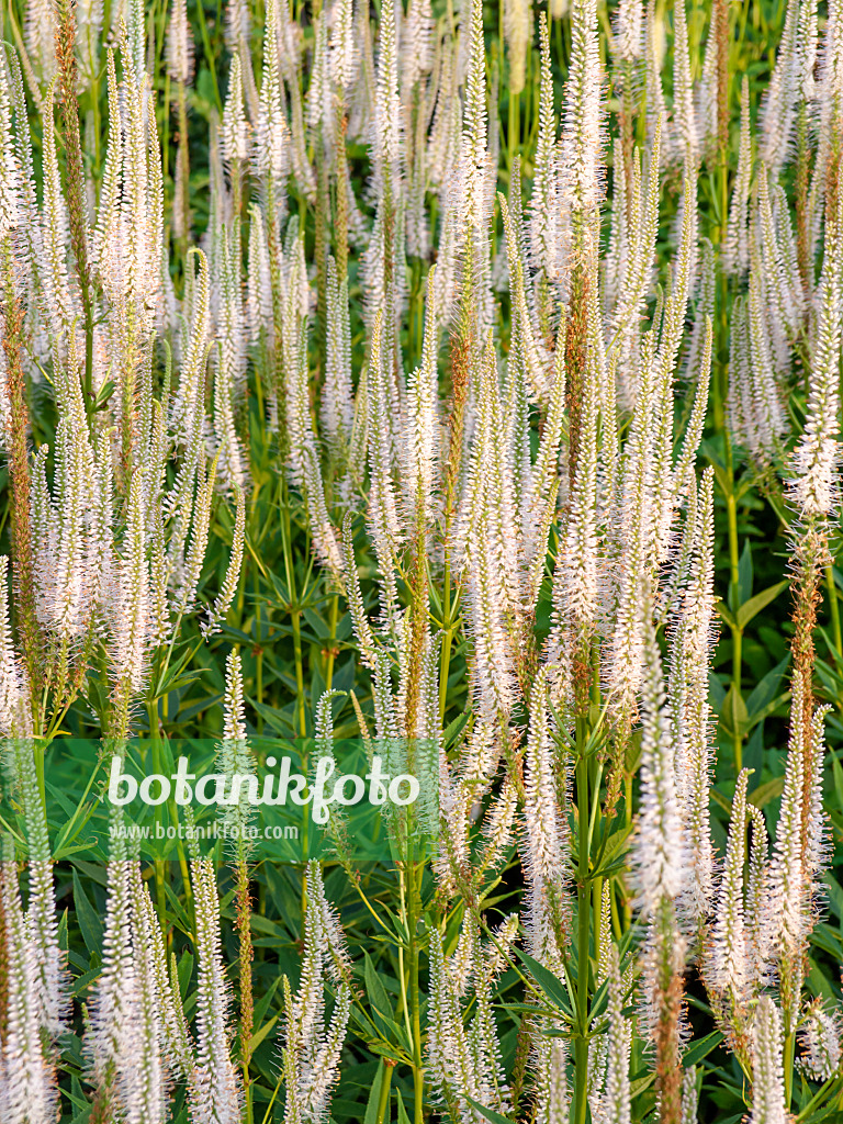 450070 - Black root (Veronicastrum virginicum syn. Veronica virginica)