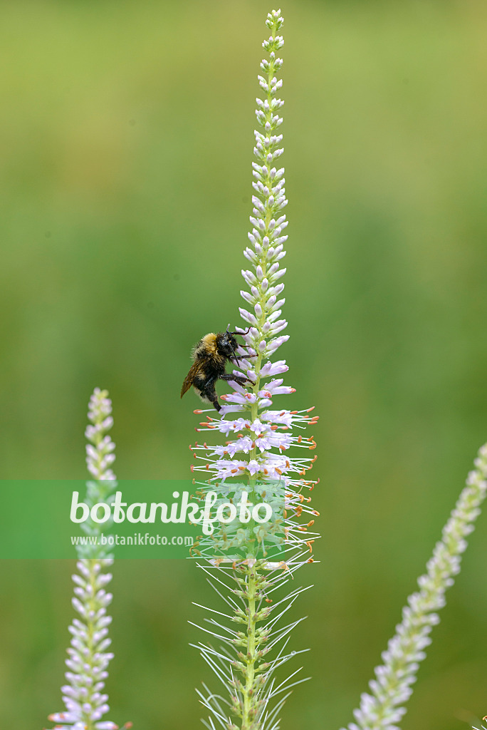 575345 - Black root (Veronicastrum virginicum syn. Veronica virginica) and bumble bee (Bombus)