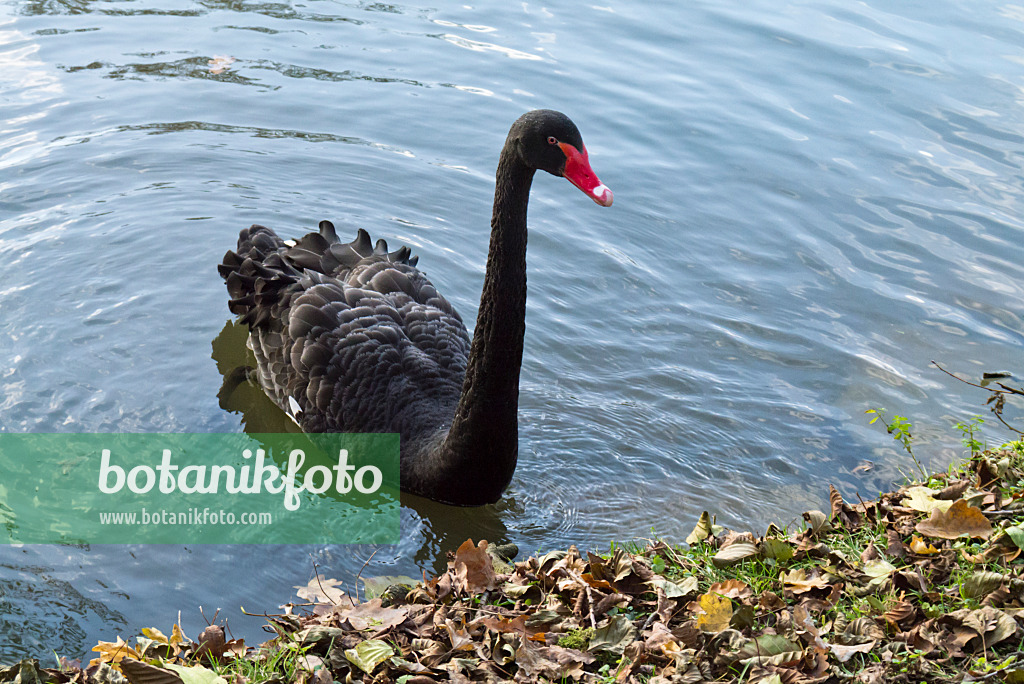 526059 - Black swan (Cygnus atratus)