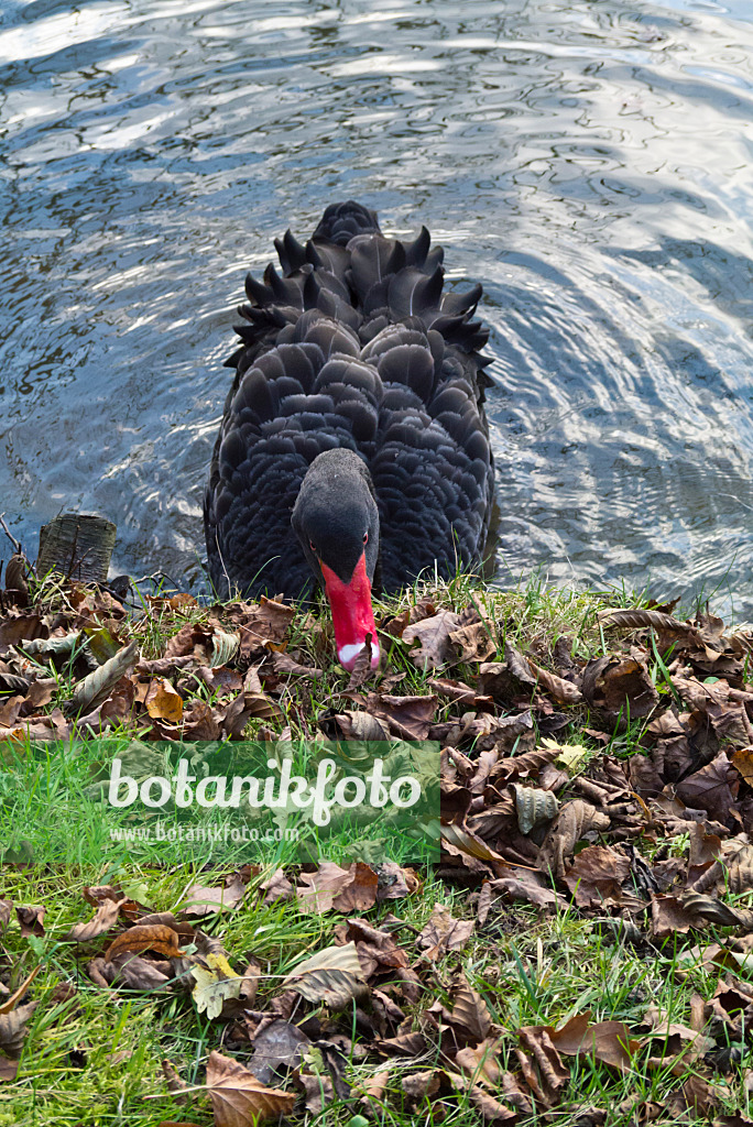 526060 - Black swan (Cygnus atratus)