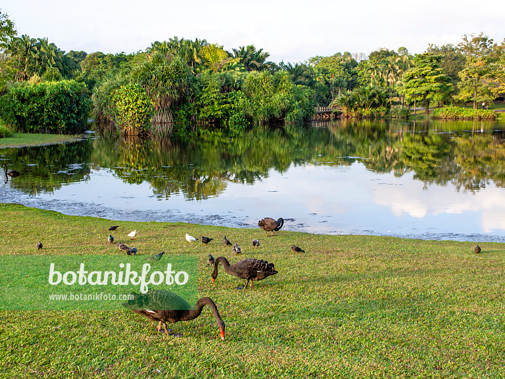 434280 - Black swans (Cygnus atratus) at a tropical lake