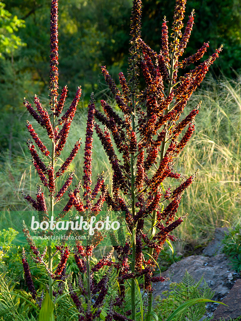 427252 - Black veratrum (Veratrum nigrum)