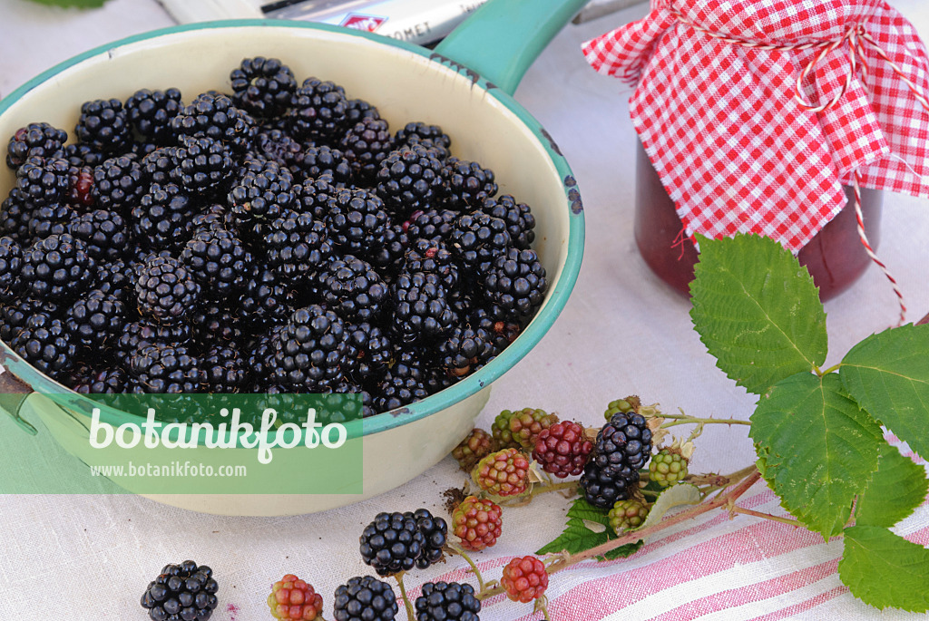 475279 - Blackberries in a colander and a jam jar