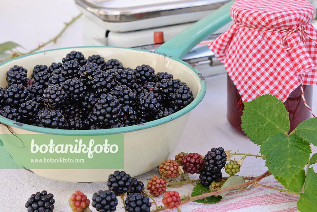 475280 - Blackberries in a colander and a jam jar, in the background a kitchen scales