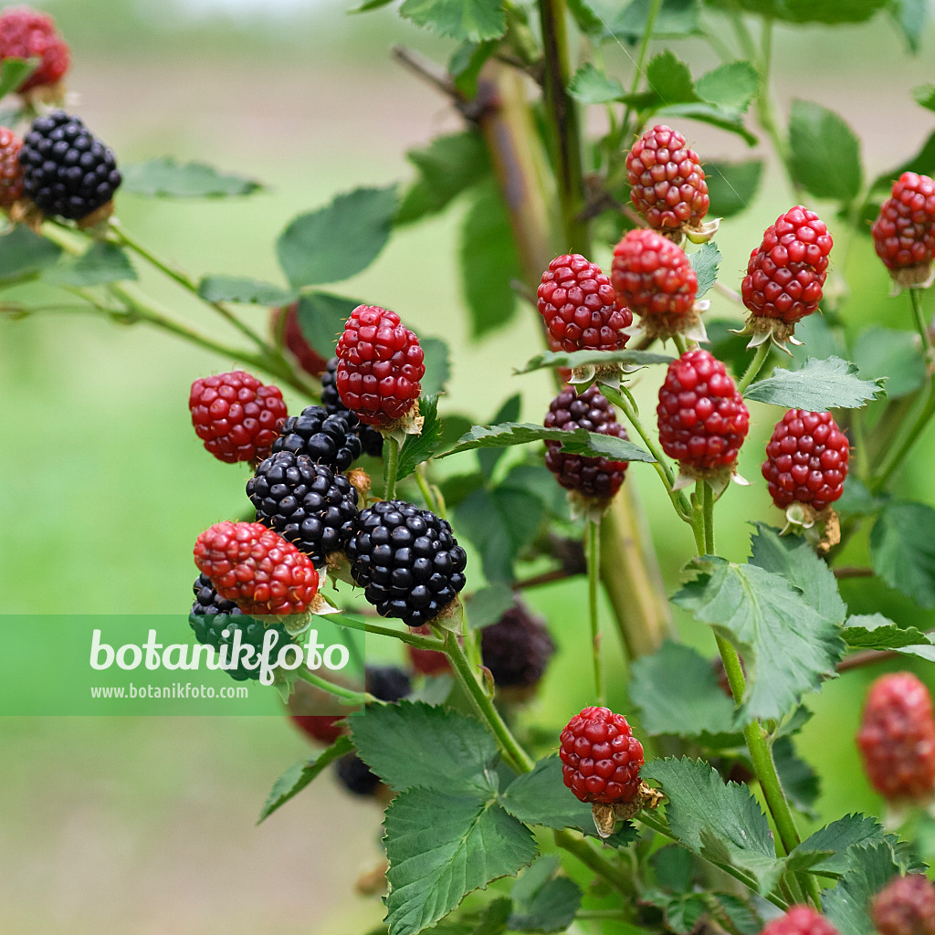 454090 - Blackberry (Rubus fruticosus 'Arapaho')