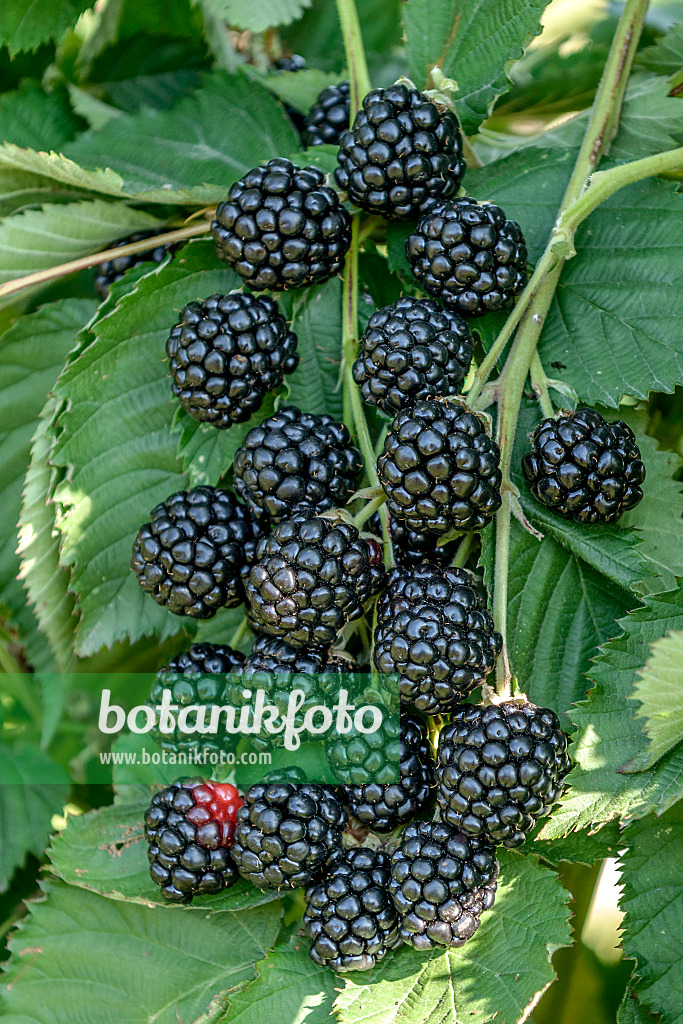 547284 - Blackberry (Rubus fruticosus 'Asterina')