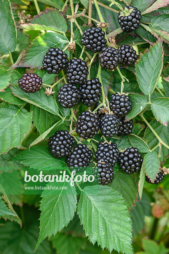 547286 - Blackberry (Rubus fruticosus 'Loch Ness')