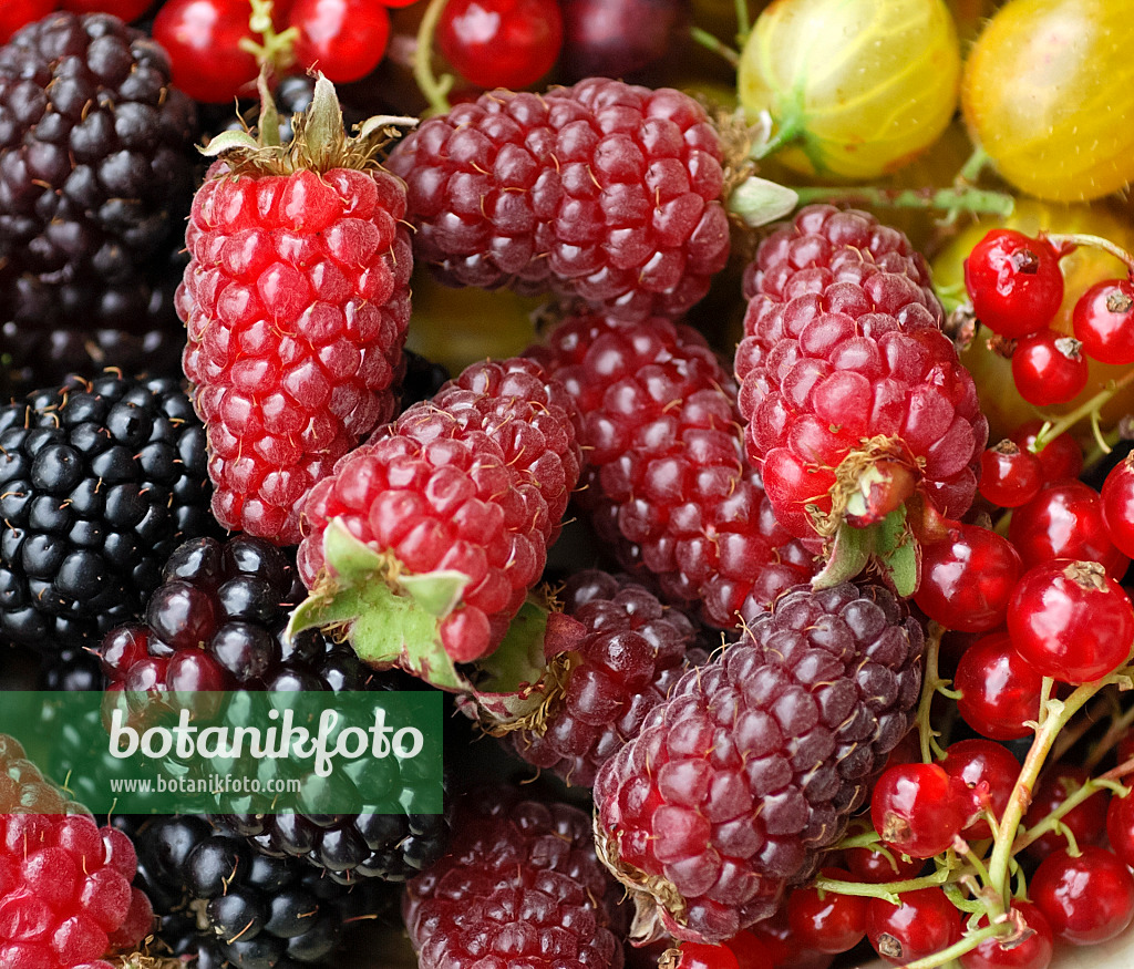 454089 - Blackberry (Rubus fruticosus 'Tayberry') and red currant (Ribes rubrum)