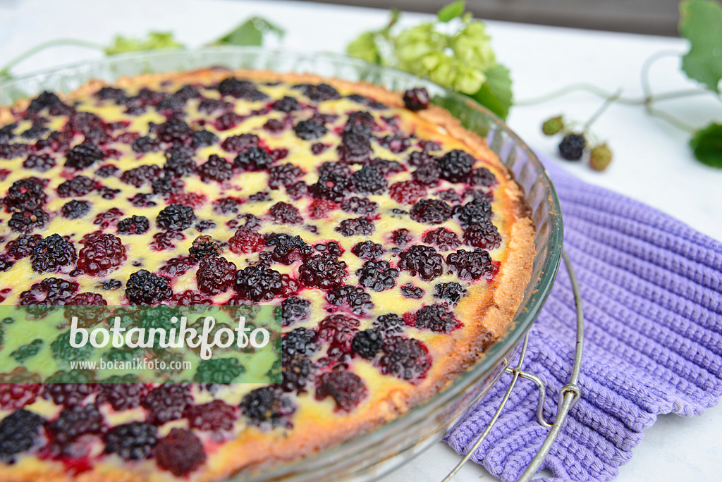 545059 - Blackberry tart