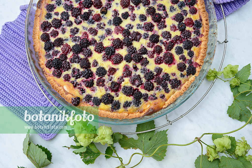 545060 - Blackberry tart