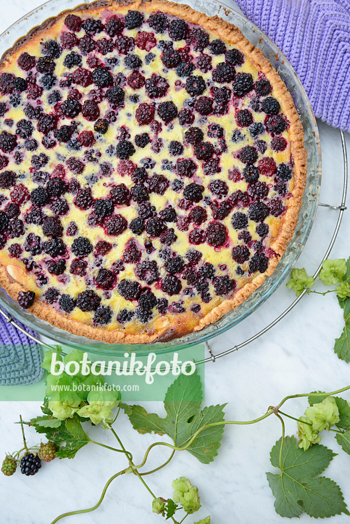 545061 - Blackberry tart